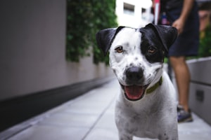 Rescued dog