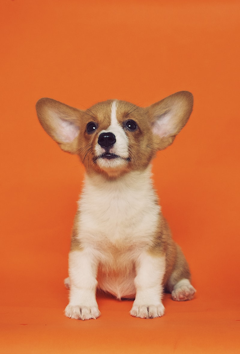 Bruno - Dog of the Month