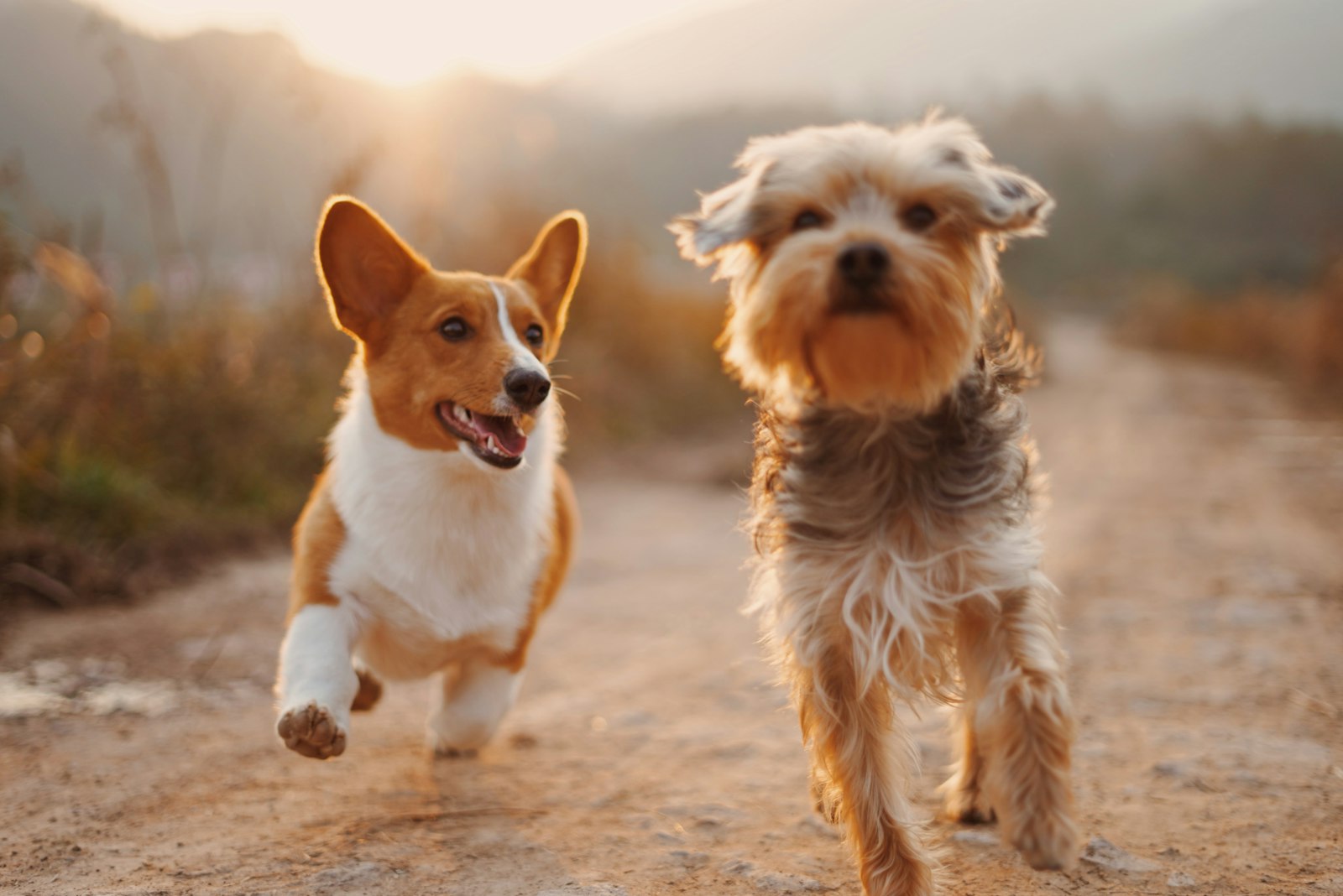 Rescued dogs